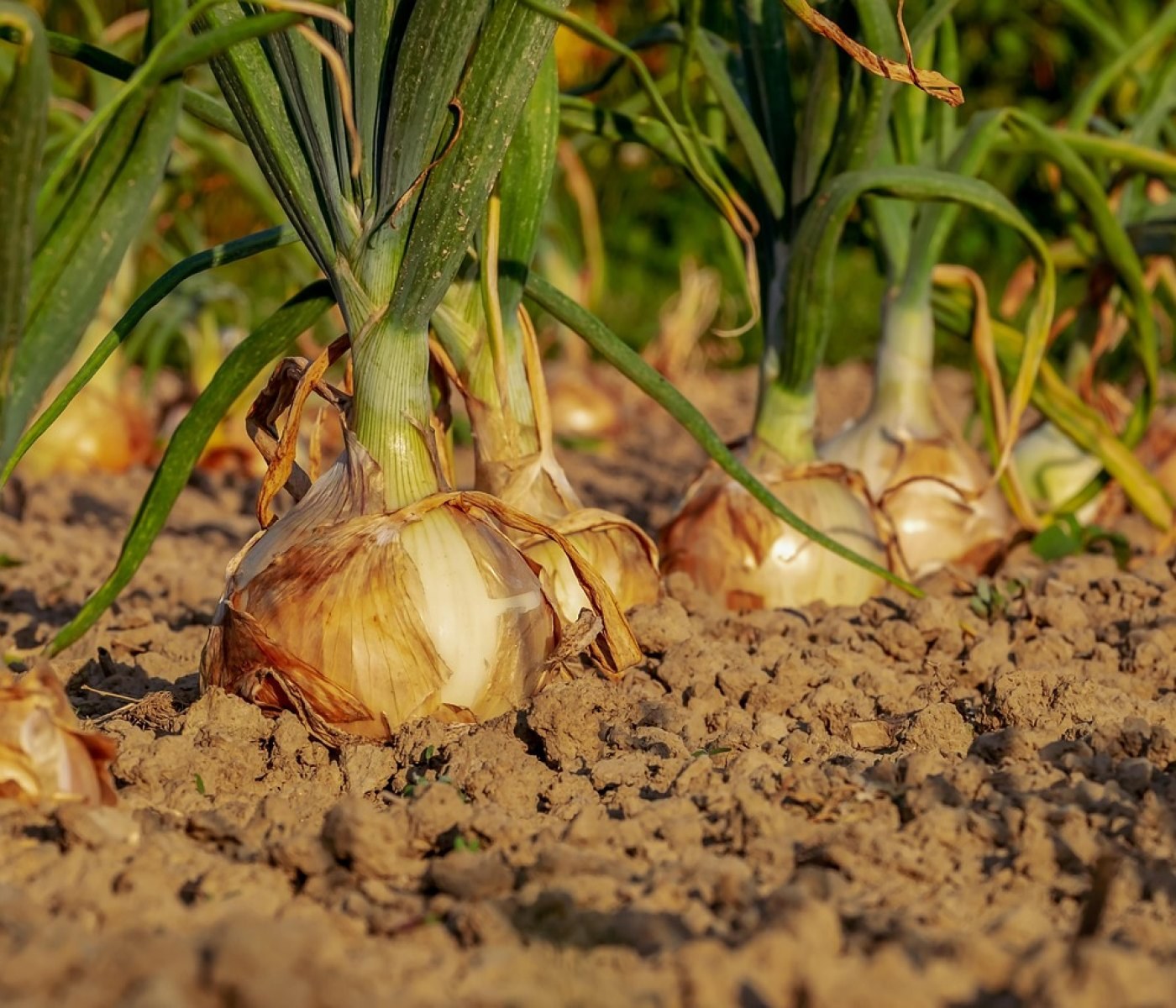 Potager surélevé débutant : guide pas à pas 1 Potager surélevé débutant : guide pas à pas